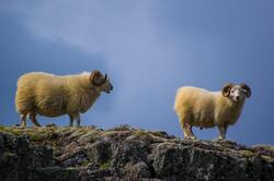 Sheep on Mountain