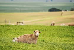 Sheep Sitting on Grass