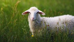 Sheep Standing on Grass