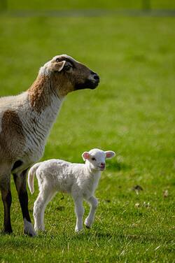 Sheep with Cute Baby Walking on Grass