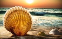 Shell Near The Ocean Beach