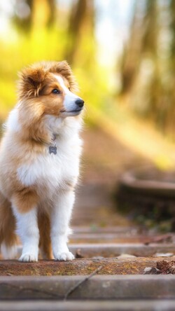 Shetland Sheepdog Mobile Image