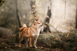 Shiba Inu Dog in Jungle Ultra HD 6K Photo