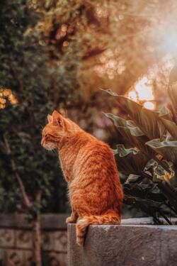 Short Coated Orange Cat