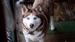 Siberian Husky Dog Desktop Wallpaper