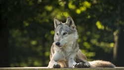 Siberian Husky Dog Sitting in Road HD Wallpaper