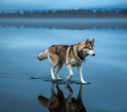 Siberian Husky Dog Walking On Beach Water