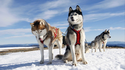 Siberian Husky Dogs on Snow