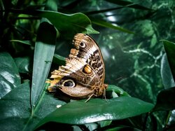 Side Profile Of Brown Butterfly