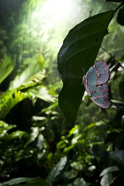 Side Profile Of Light Purple Butterfly