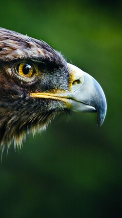 Side View of Eagle