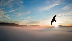 Silhouette of Bird Above Clouds 4K Photo