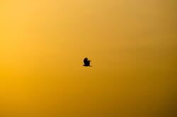 Silhouette Of Bird Flying During Sunset