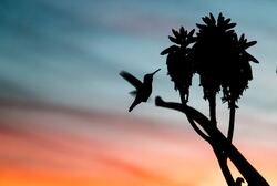 Silhouette Of Hummingbird