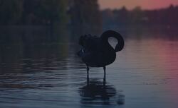 Silhouette of Swan in Lake