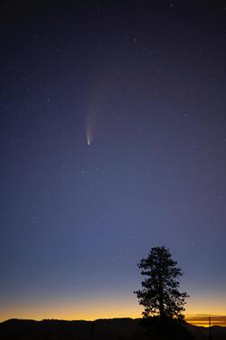 Silhouette of Trees Under Blue Sky With Stars During Night Time