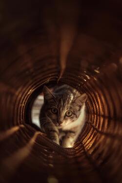 Silver Tabby Cat in Brown Wicker Basket