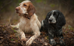 Sitting Hairy Dogs in Jungle