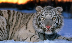 Sitting White Tiger on Snow Wallpaper