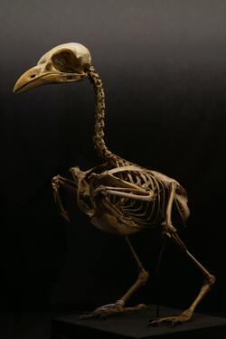 Skeleton of Birds