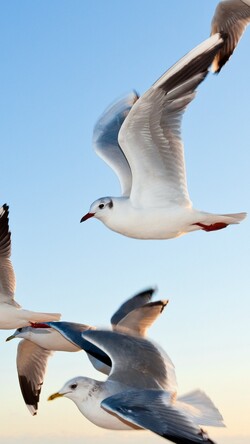Sky Seagulls