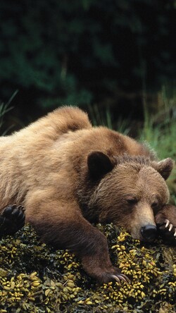 Sleeping Bear Mobile Image