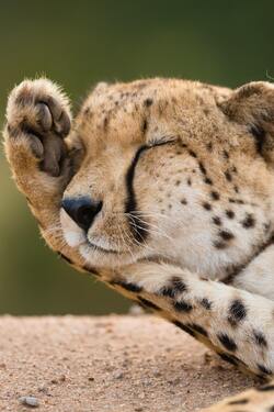 Sleeping Cheetah Baby Cub