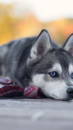 Sleeping Husky Dog Image