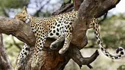Sleeping Leopard on Tree