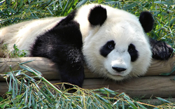Sleeping Panda on Wooden