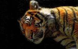 Sleeping Tiger with Black Background