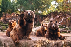 Sloth of Brown Bears in Old Castle