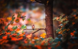 Small Bird Hummingbird Sitting On Tree During Autumn Season