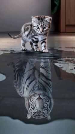 Small Cat Reflect Big Tigers