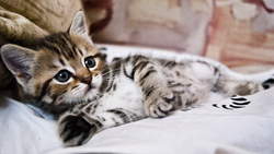 Small Cute Kitten Cat Lying