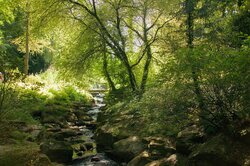 Small Forest River Nature Photography