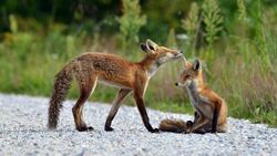 Small Foxes Playing