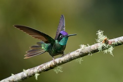Small Hummingbirds Pic