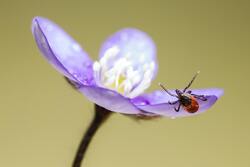 Small Insect on Purple Flower Ultra HD