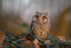 Small Owl Bird 5K Photo