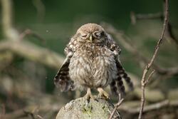 Small Owl on Rock