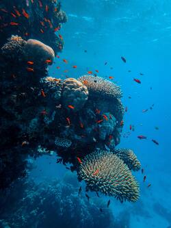 Small Red Color Fishes Eating Moonga Rock in The Sea