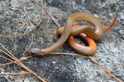 Small Snake On A Rock