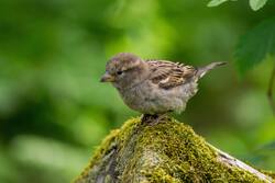 Small Sparrow Bird Photo