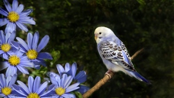 Small White Parrot Wavy