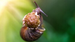 Snail Animal Photo