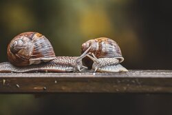 Snail ocean Animal Photo