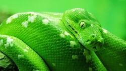 Snake Desktop Background