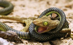 Snake Eating Frog HD Wallpaper