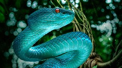 Snake in Jungle Wallpaper
